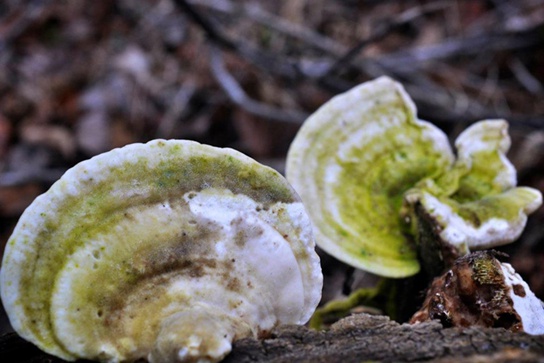 Ecology of Fungi