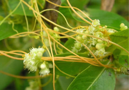 Nutritional Adaptations of Plants