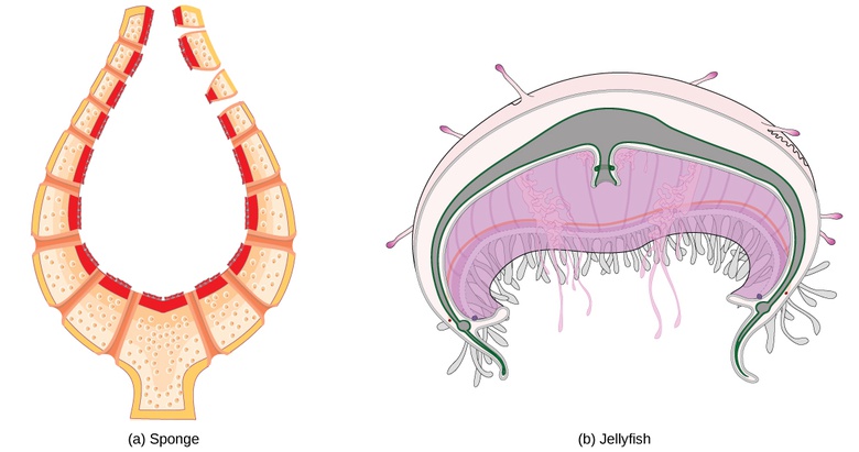 Overview of the Circulatory System