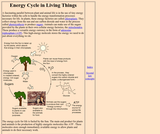 Energy Cycle in Living Things
