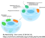 Chloroplast and Mitochondria in Cellular Energy Chloroplast and Mitochondria in Cellular Energy