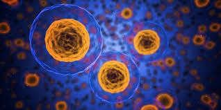 4.4 Cell structure