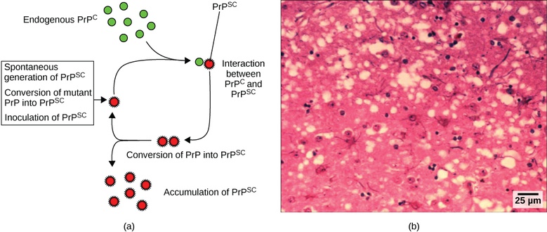 Other Acellular Entities: Prions and Viroids