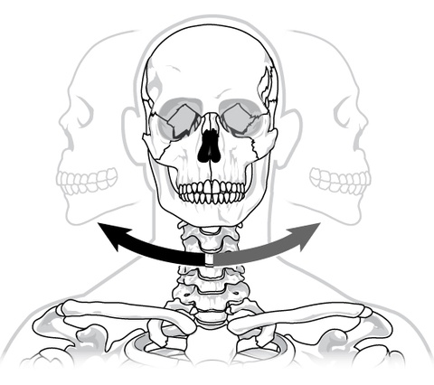 Joints and Skeletal Movement