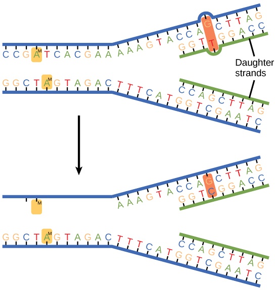DNA Repair