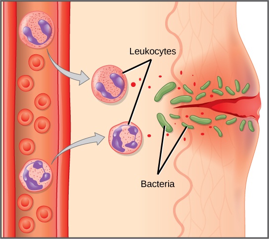 Innate Immune Response