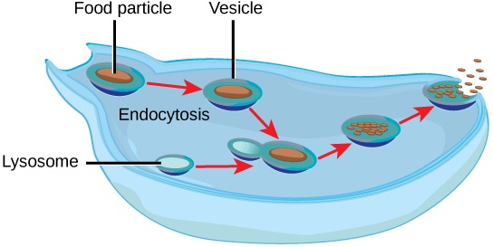 Excretion Systems