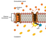 Biology, The Cell, Structure and Function of Plasma Membranes, Active Transport Biology, The Cell, Structure and Function of Plasma Membranes, Active Transport