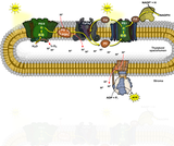 Photosynthesis - Light Reaction