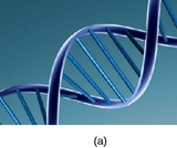 Psychology, Biopsychology, Human Genetics