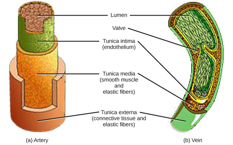 Mammalian Heart and Blood Vessels