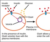 Biology, The Cell, Cellular Respiration, Regulation of Cellular Respiration