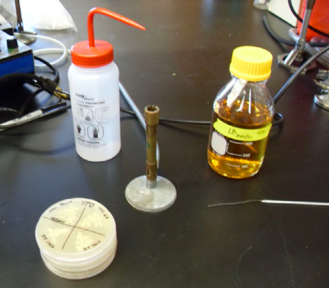 Yeast culture techniques OER Commons