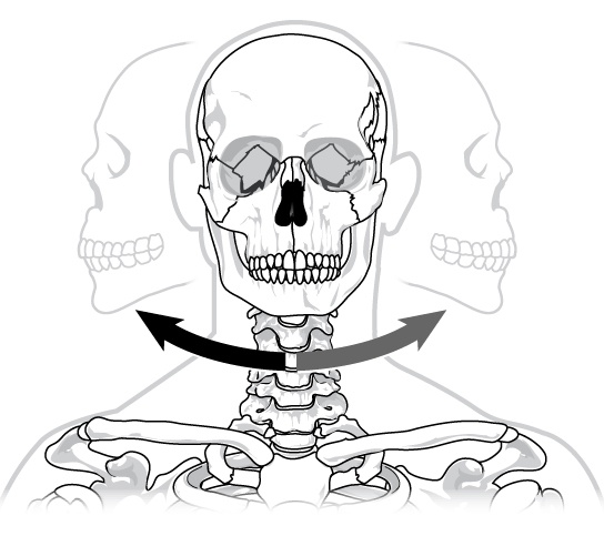 Joints and Skeletal Movement