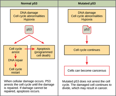 Cancer and the Cell Cycle