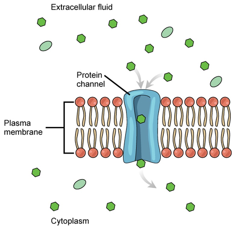 Passive Transport