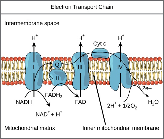 Oxidative Phosphorylation