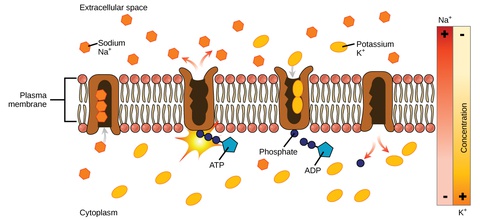 Active Transport