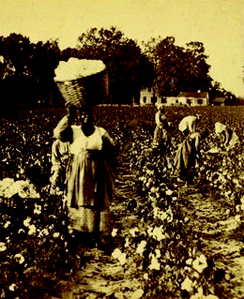 The Economics of Cotton