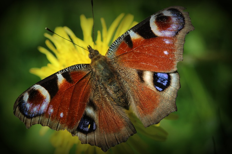 OSPI K-5 Science: Essential Question Units and Resources