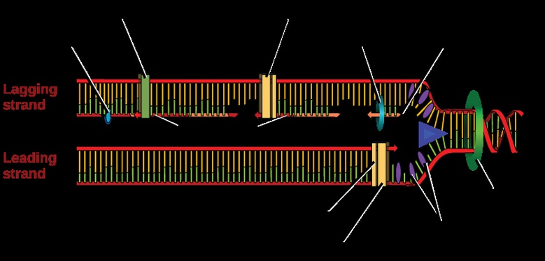 DNA Replication in Prokaryotes