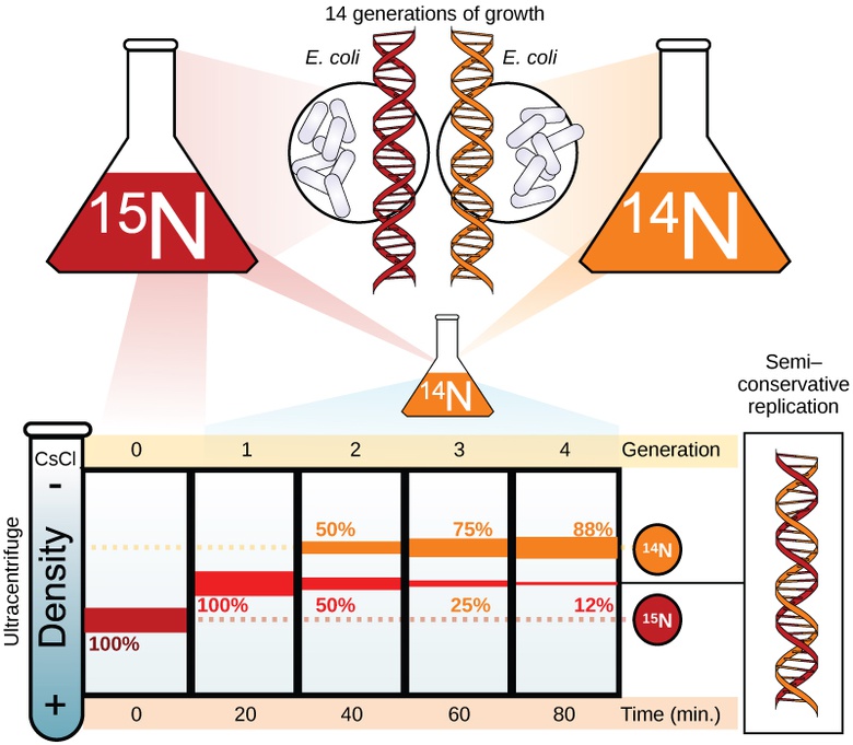Basics of DNA Replication