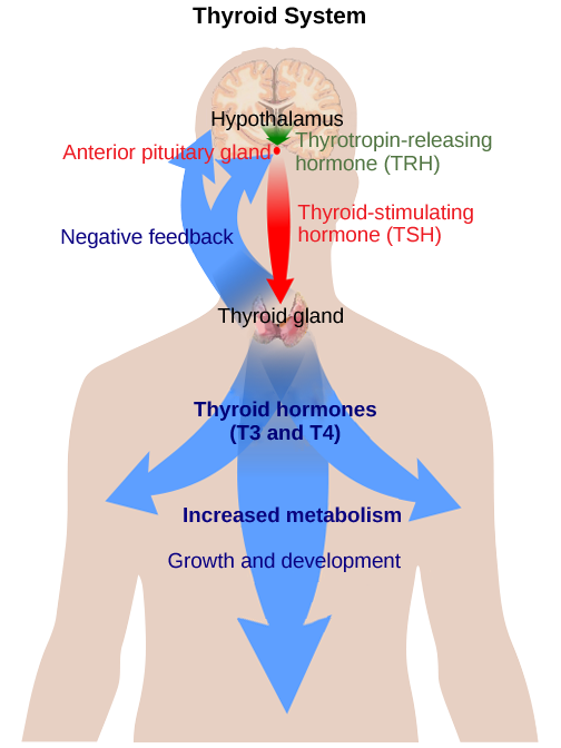 Regulation of Hormone Production