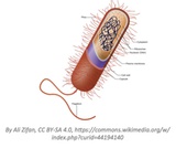 Prokaryotic Cells Prokaryotic Cells