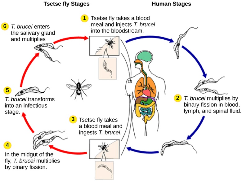 Groups of Protists